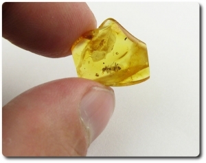 0.80 grammes AMBRE AVEC INSECTE