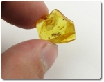 0.80 grammes AMBRE AVEC INSECTE