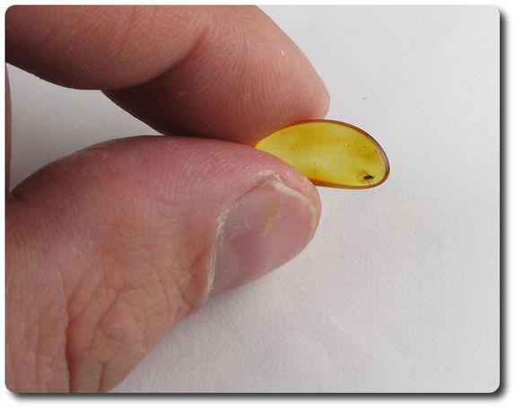 0.20 grams FOSSIL INSECT INCLUSION IN AMBER