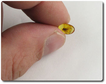 0.10 grams FOSSIL INSECT INCLUSION IN AMBER
