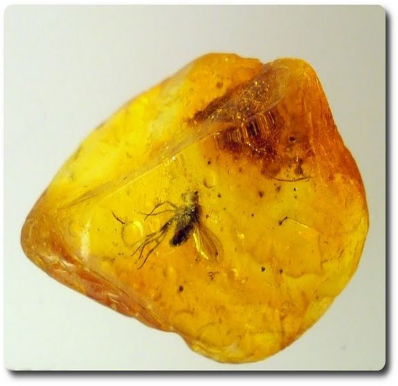 0.55 grams FOSSIL INSECT INCLUSION IN AMBER