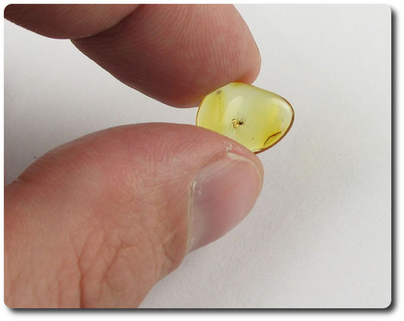 0.20 grams FOSSIL INSECT INCLUSION IN AMBER