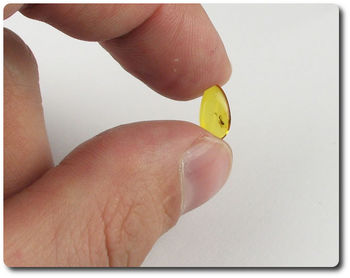 0.10 grams FOSSIL INSECT INCLUSION IN AMBER