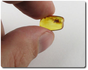 0.60 grams FOSSIL INSECT INCLUSION IN AMBER