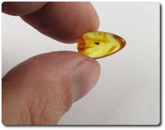 0.60 grammes AMBRE AVEC  INSECTE