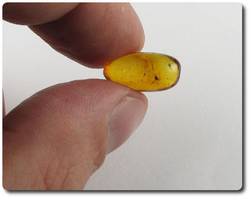 0.70 grammes AMBRE AVEC  INSECTE