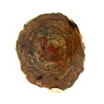 Lithophyse. 232.6 ct.