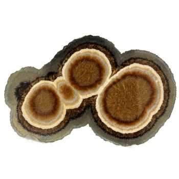Marcasite + Baryte.