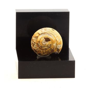 Lussatite (Opal-CT). 29.22 ct.