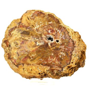 Petrified wood.