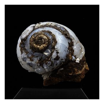 Hélix Ramondi en Lussatite (Opale-CT). 44.0 ct.