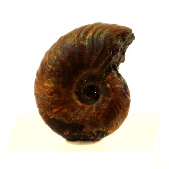 Ammonite Fossil Desmoceras Pearly 14 0 Ct Bully Seine Maritime France Ammonite Fossil Desmoceras Pearly 14 0 Ct Bully Seine Maritime France