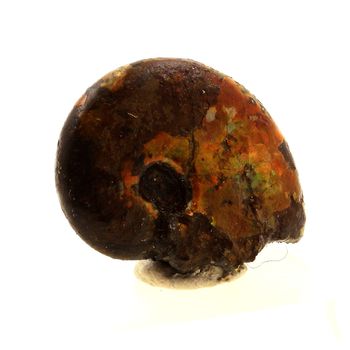 Ammonite Fossile Beudanticeras nacrée. 17.0 ct.