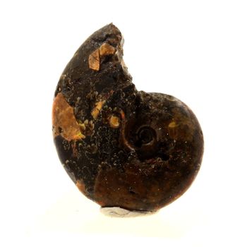 Ammonite Fossile Beudanticeras nacrée. 25.0 ct.