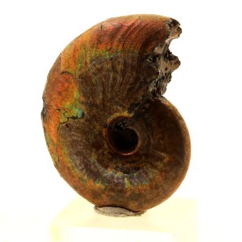 Ammonite Fossile Beudanticeras nacrée. 65.0 ct.