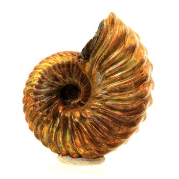 Ammonite Fossile Parahoplites nacrée. 51.0 ct.