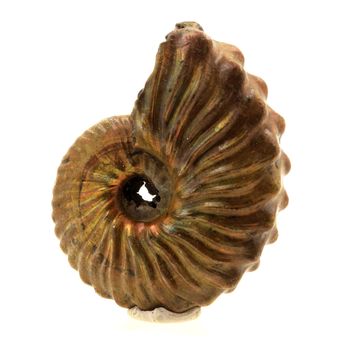 Ammonite Fossile Parahoplites nacrée. 95.0 ct.