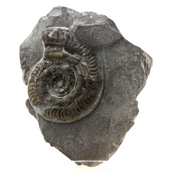 Pyritized ammonite.