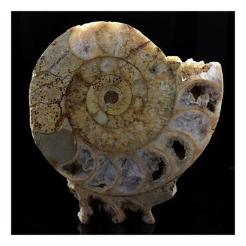 Fossil Bajocisphinctes.