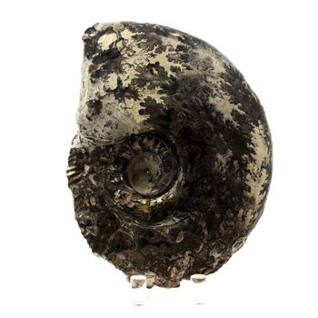 Fossil Ammonite Perilytoceras Pyritised.
