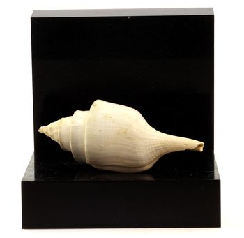 Clavilithes parisiensis.