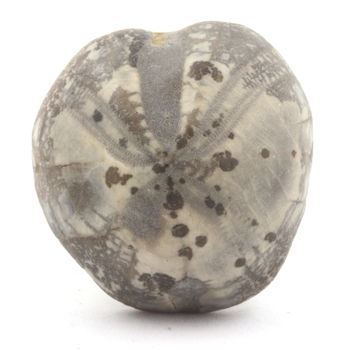Fossil Sea Urchin Toxaster Amplus. 117.80 ct.