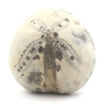 Oursin Fossile, Toxaster Amplus. 100.0 ct.