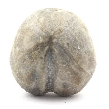 Fossil Sea Urchin Toxaster Amplus. 159.75 ct.