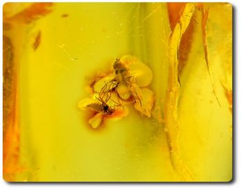 0.54 grams FOSSIL INSECT INCLUSION IN AMBER