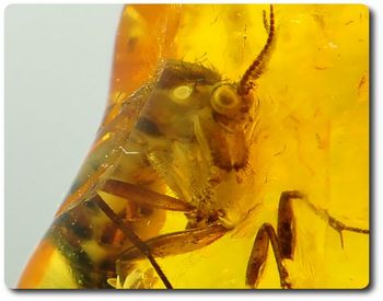 0.76 grams FOSSIL INSECT INCLUSION IN AMBER