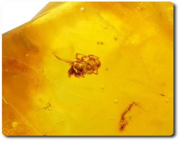 0.98 grams FOSSIL INSECT INCLUSION IN AMBER