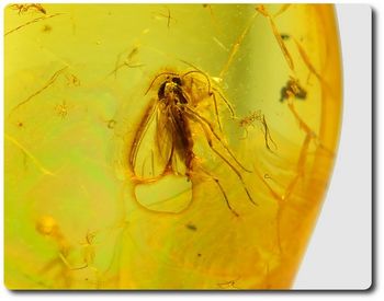 0.87 grams FOSSIL INSECT INCLUSION IN AMBER