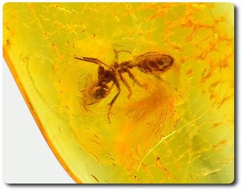 0.37 grams FOSSIL INSECT INCLUSION IN AMBER