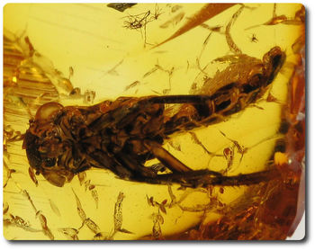 1.00 grammes AMBRE AVEC INSECTE