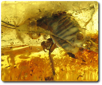 1.60 grammes AMBRE AVEC INSECTE