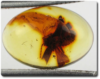 0.40 grams FOSSIL INSECT INCLUSION IN AMBER