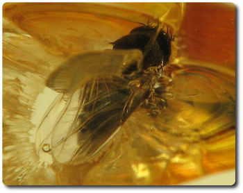 1.20 grams FOSSIL INSECT INCLUSION IN AMBER