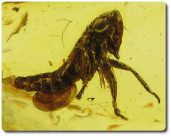 0.30 grams FOSSIL INSECT INCLUSION IN AMBER