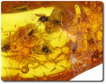 0.40 grams 9 FOSSIL INSECT INCLUSION IN AMBER