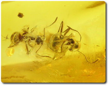 0.80 grammes AMBRE AVEC INSECTE