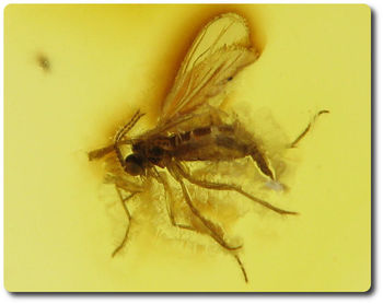 0.80 grams FOSSIL INSECT INCLUSION IN AMBER