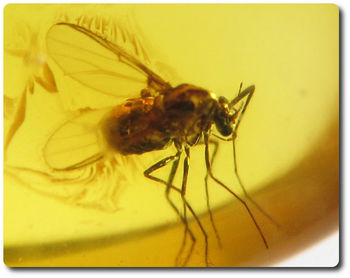 0.20 grams FOSSIL INSECT INCLUSION IN AMBER