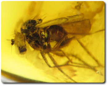 0.10 grams FOSSIL INSECT INCLUSION IN AMBER