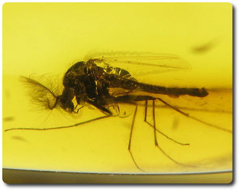 0.70 grams FOSSIL INSECT INCLUSION IN AMBER