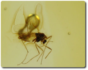 0.20 grams FOSSIL INSECT INCLUSION IN AMBER