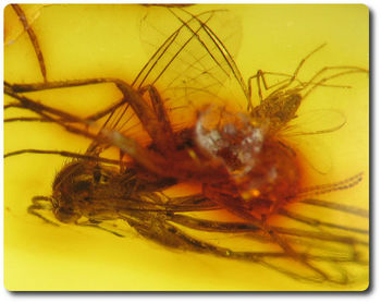 0.60 grams FOSSIL INSECT INCLUSION IN AMBER