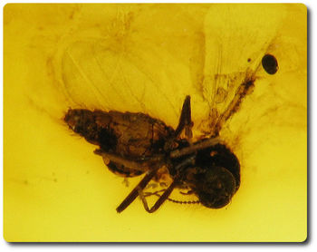 0.60 grammes AMBRE AVEC  INSECTE