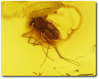 0.30 grams FOSSIL INSECT INCLUSION IN AMBER