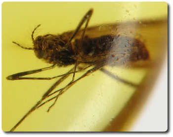 0.10 grams FOSSIL INSECT INCLUSION IN AMBER