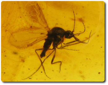 0.70 grammes AMBRE AVEC  INSECTE